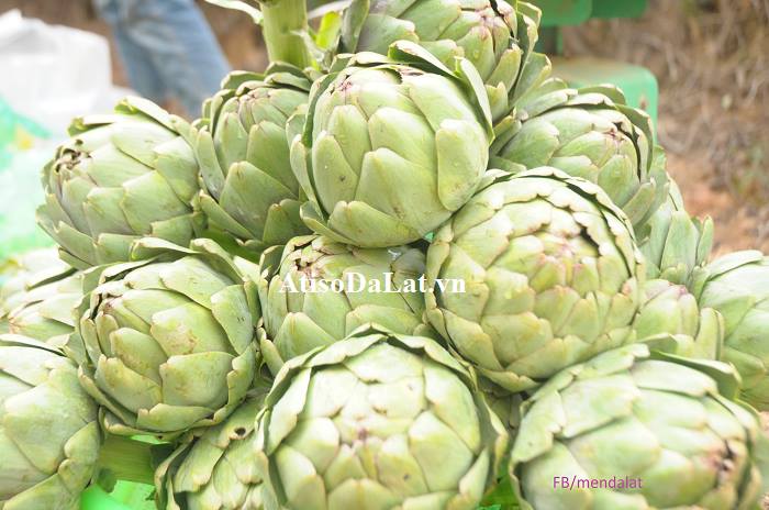 bong-atiso-tuoi