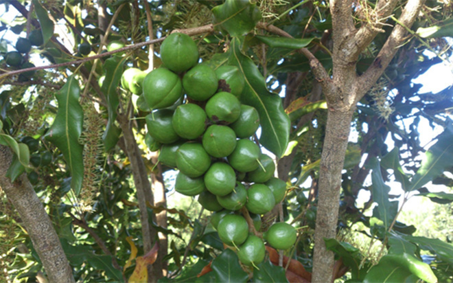 mắc ca tây nguyên