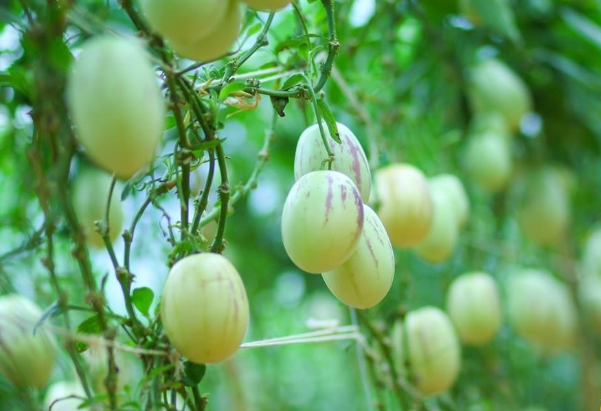 dua pepino 2