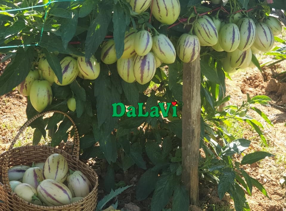 dua-pepino-vang-2