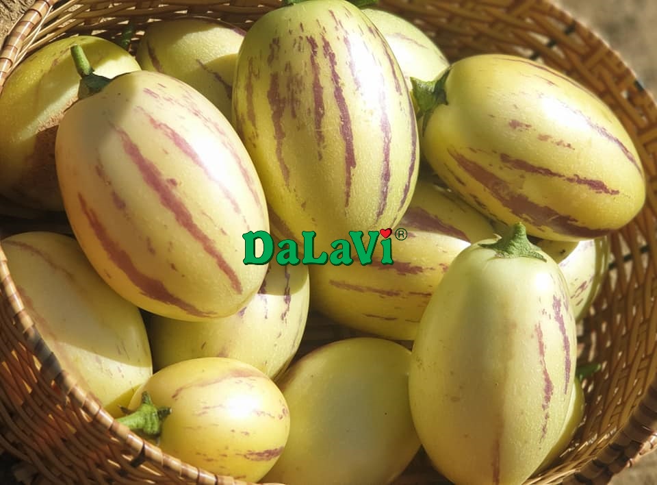 dua-pepino-vang-3