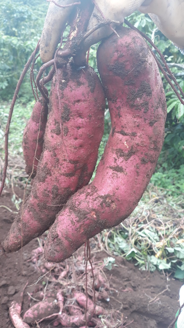 cu khoai mat