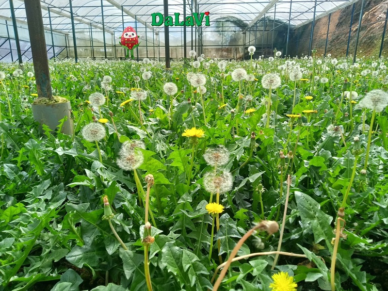 vườn bồ công anh đà lạt