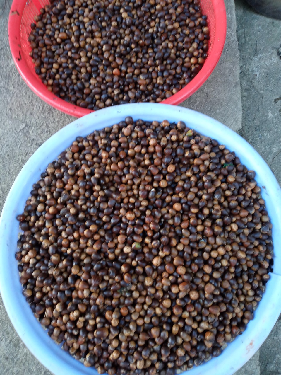 Hạt dẻ rừng
