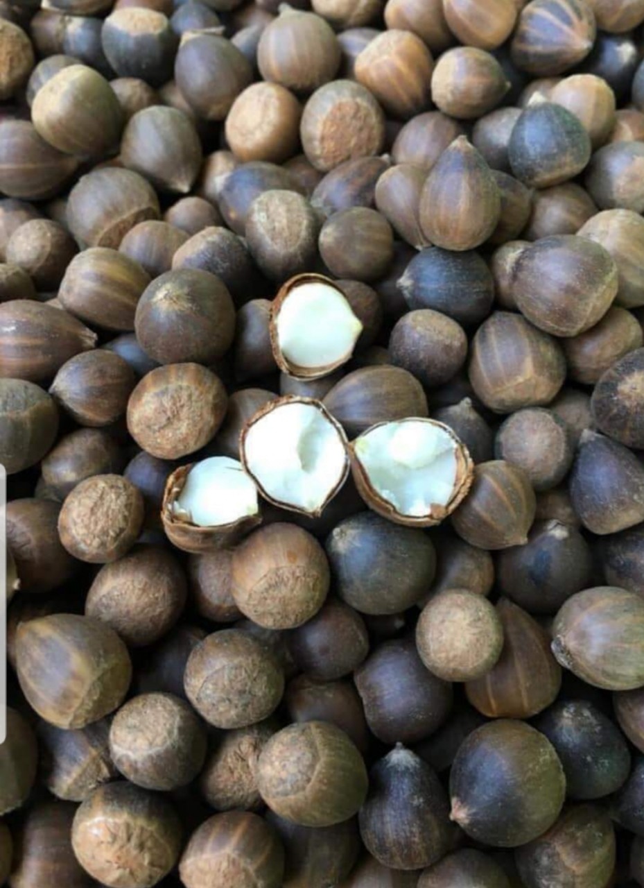 Hạt dẻ rừng