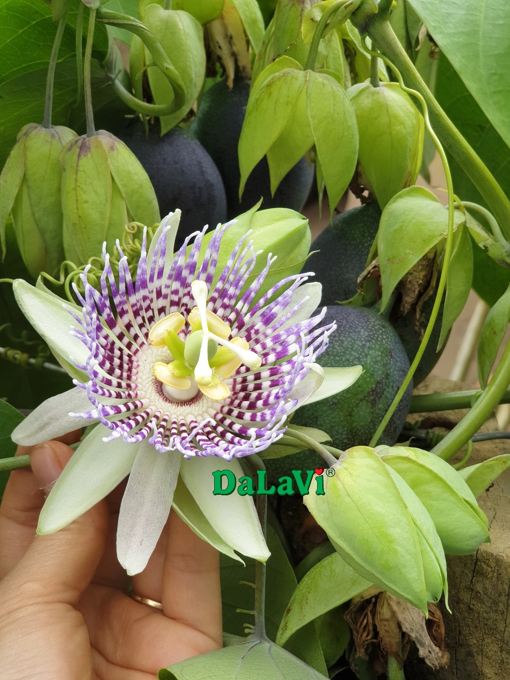 chanh-day-colombia (2)