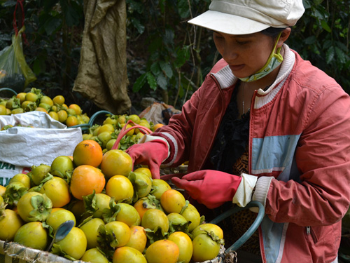 hong-gion-da-lat-3