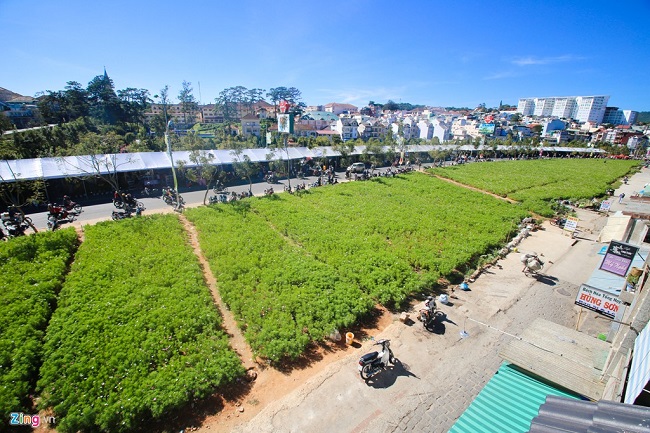 Da-Lat-ruc-ro-truoc-gio-khai-mac-le-hoi-hoa-dacsandalat-4