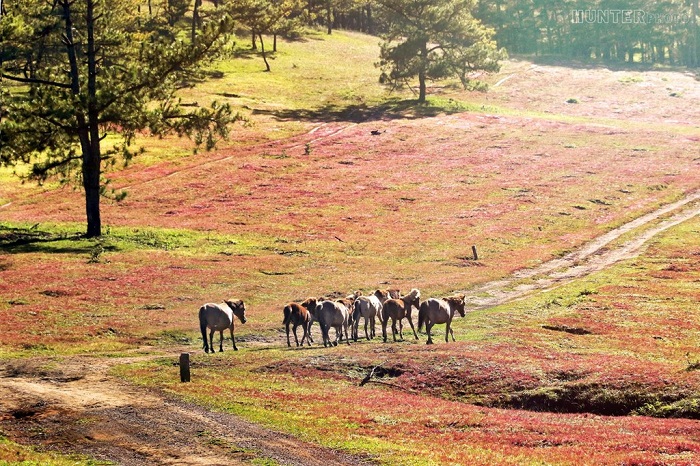 doi-co-hong-lang-man-o-Da-Lat-2