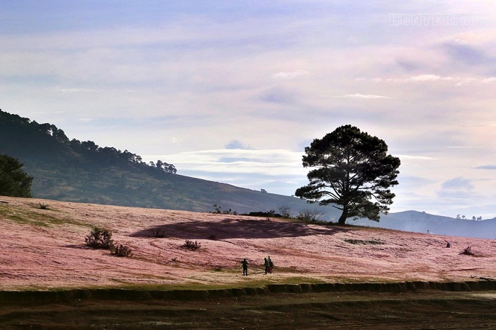 doi-co-hong-lang-man-o-Da-Lat-4