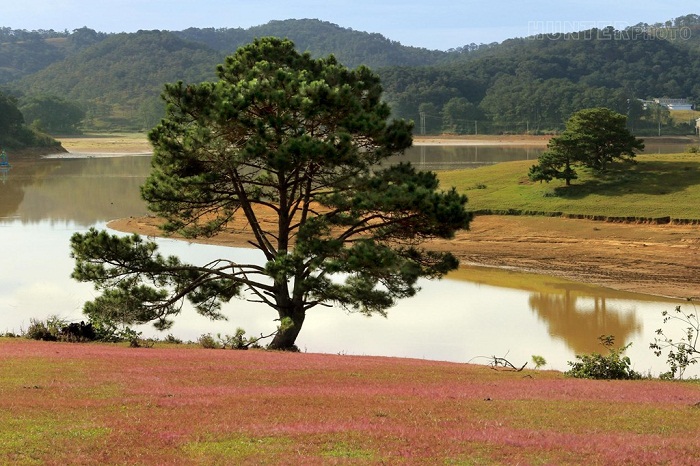 doi-co-hong-lang-man-o-Da-Lat-8