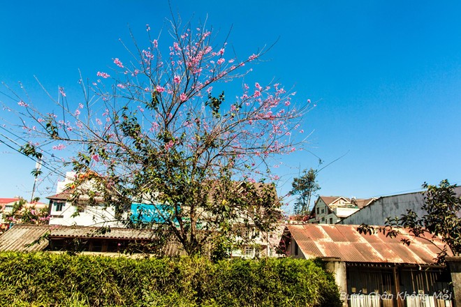 nhung-loai-hoa-khoe-sac-don-xuan-o-Da-Lat-3