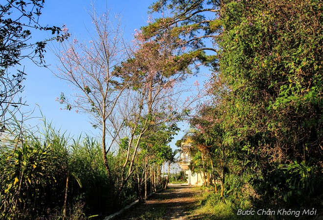 nhung-loai-hoa-khoe-sac-don-xuan-o-Da-Lat-4