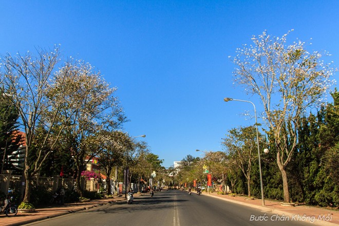nhung-loai-hoa-khoe-sac-don-xuan-o-Da-Lat-5