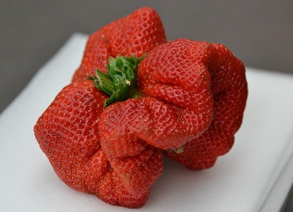 dau-tay-ngo-nghinh (10)