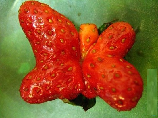 dau-tay-ngo-nghinh (5)