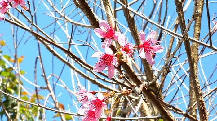 Reveto-Villa-da-lat-4