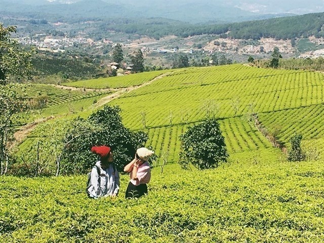 23-diem-du-lich-free-nhat-dinh-phai-biet-khi-den-da-lat-2ea7ff1636000337691317521