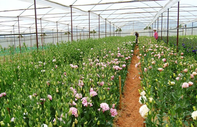 23-diem-du-lich-free-nhat-dinh-phai-biet-khi-den-da-lat-c262fda6636000346668624722