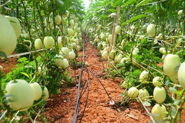 tour-vuon-tuoc-co-mot-khong-hai-o-da-lat-3