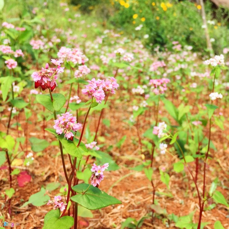 kham-pha-nhung-mua-hoa-co-thang-12-o-da-lat-12