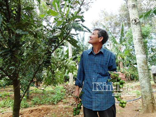macca lâm đồng
