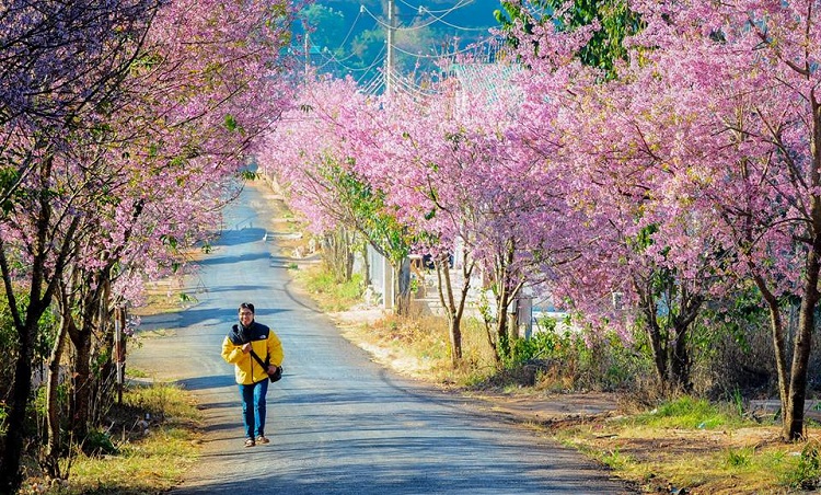 lễ hội hoa anh đào
