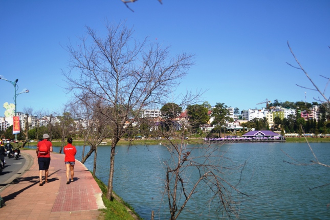 Hủy ngày hội hoa anh đào Đà Lạt