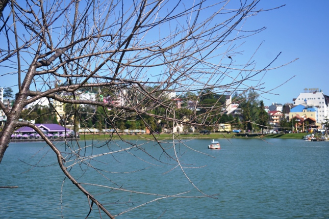 Ngày hội Hoa Anh Đào Đà Lạt
