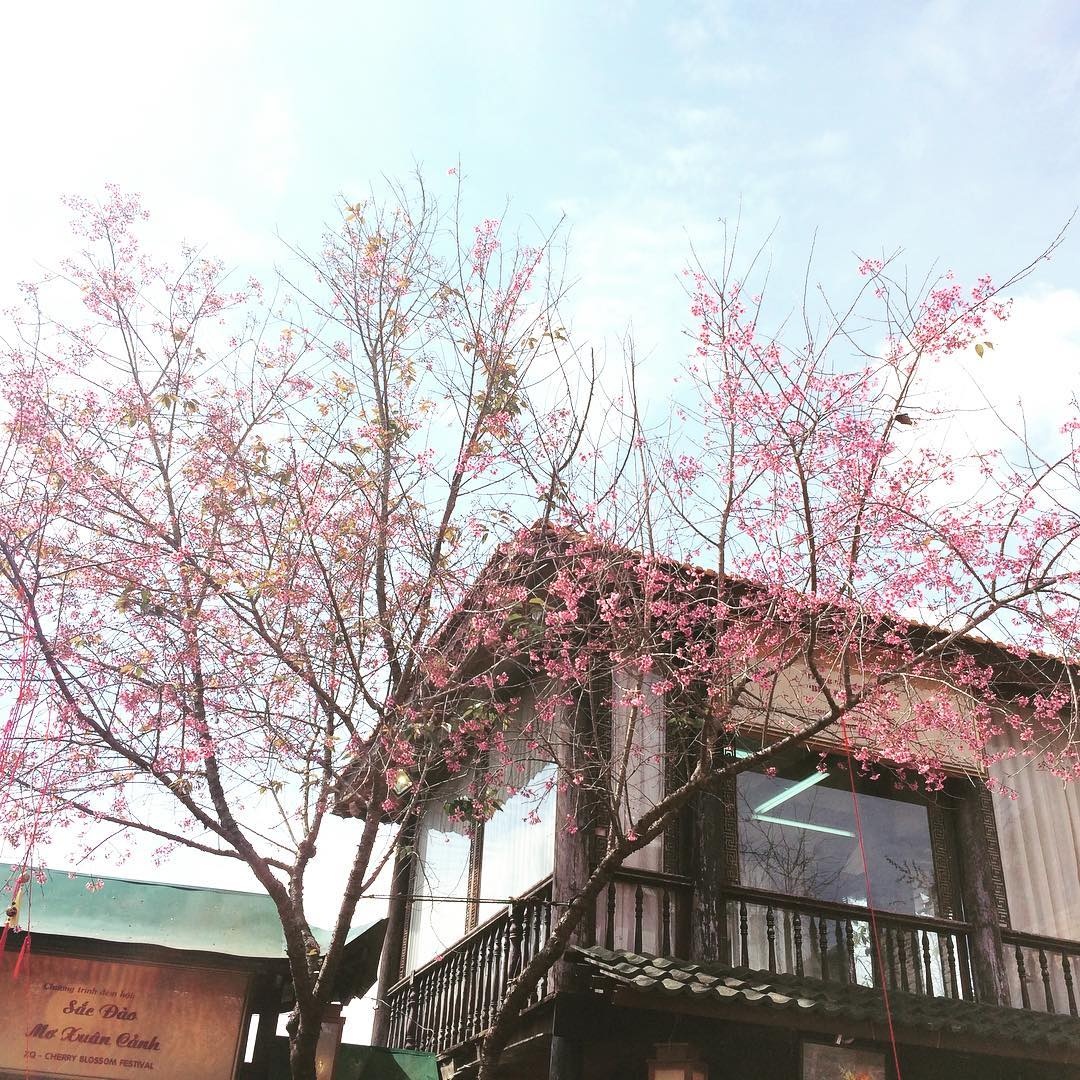 net-hue-giua-thanh-pho-hoa-da-lat-2