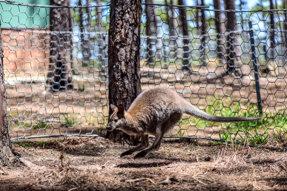 tham-quan-so-thu-australia-ngay-tai-da-lat-4