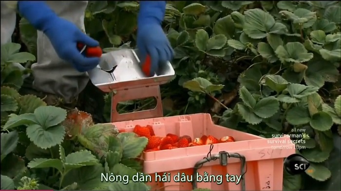 dau-tay-dong-lanh