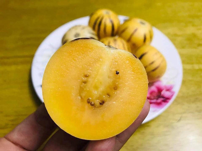 cach-phan-biet-dua-pepino-trung-quoc-va-da-lat-it-nguoi-biet-10