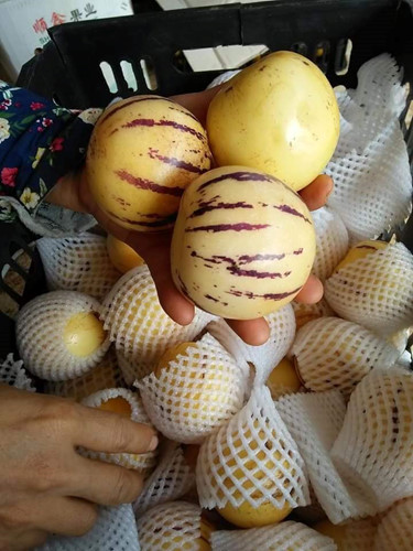 cach-phan-biet-dua-pepino-trung-quoc-va-da-lat-it-nguoi-biet-2
