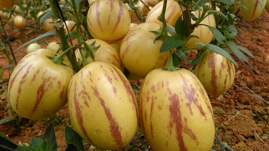 cach-phan-biet-dua-pepino-trung-quoc-va-da-lat-it-nguoi-biet-3