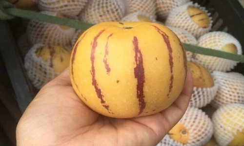 cach-phan-biet-dua-pepino-trung-quoc-va-da-lat-it-nguoi-biet-6