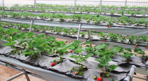fresh-garden-canh-dong-hoa-moi-ngoai-thanh-da-lat (3)