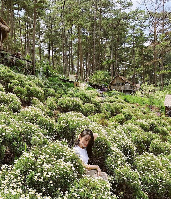 da-lat-thang-6-lac-loi-trong-doi-cuc-hoa-mi-no-ro-ben-bo-ho-1