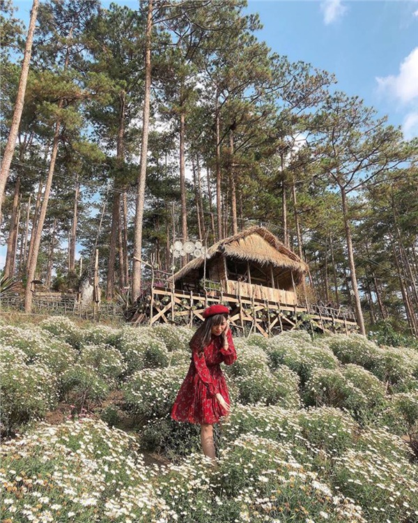da-lat-thang-6-lac-loi-trong-doi-cuc-hoa-mi-no-ro-ben-bo-ho-8