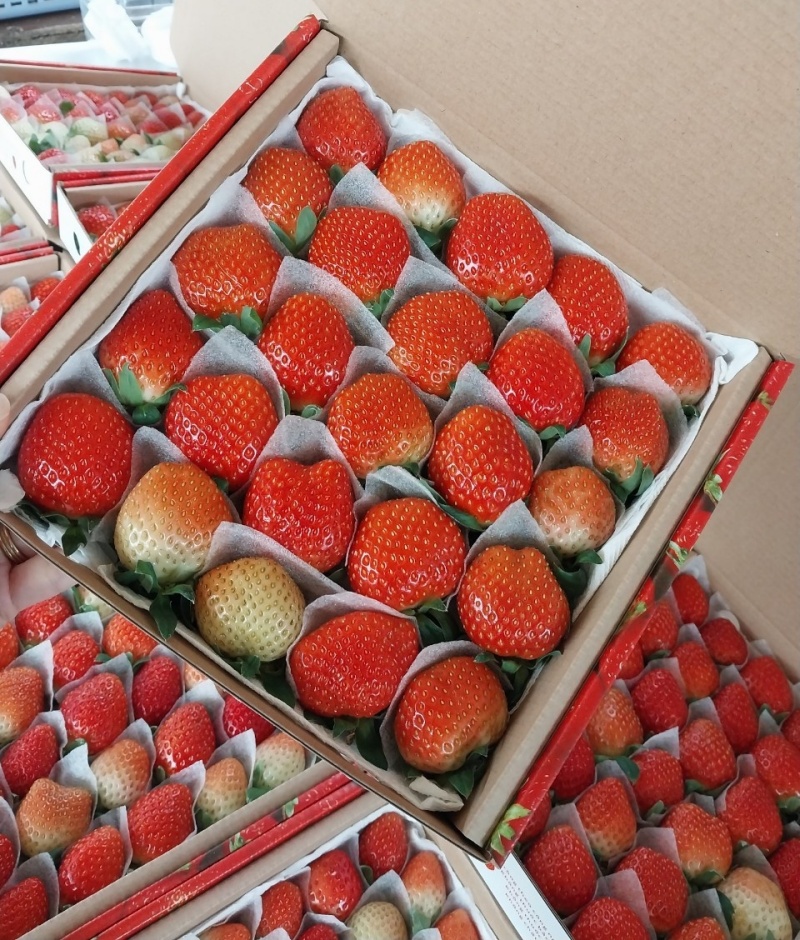 giống Nhật Bản