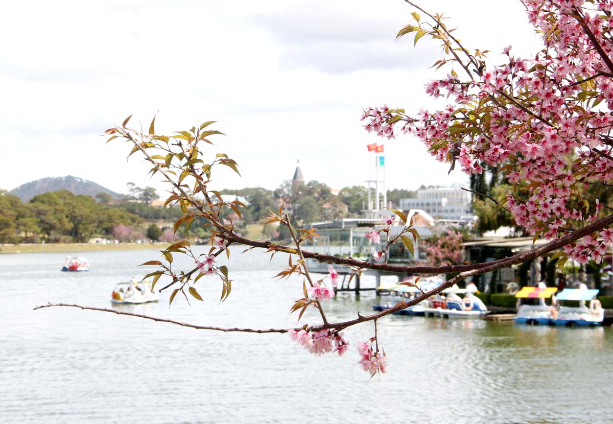 nong-nan-sac-xuan-pho-nui-da-lat-13