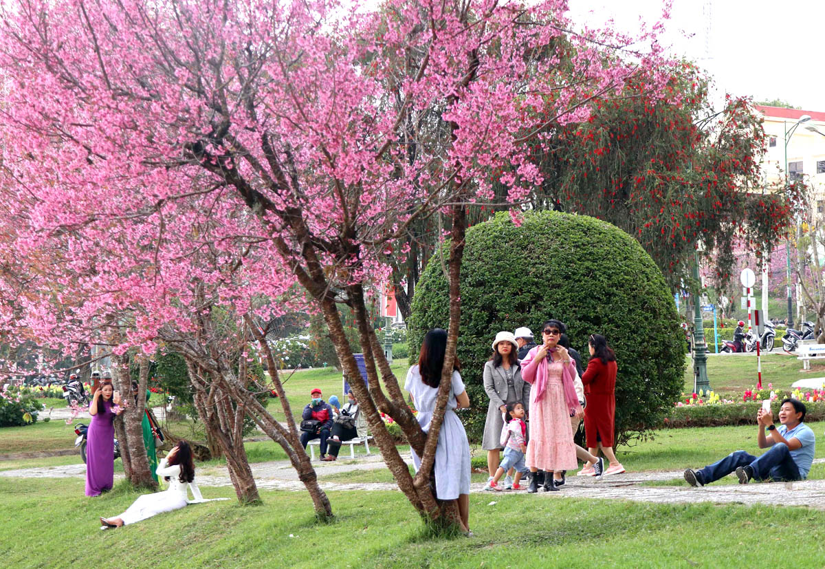 nong-nan-sac-xuan-pho-nui-da-lat-2