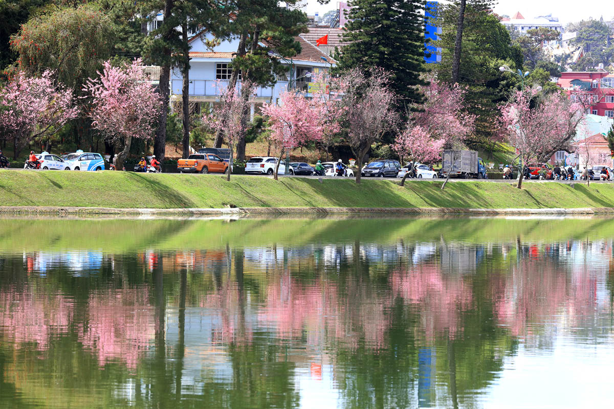nong-nan-sac-xuan-pho-nui-da-lat-3