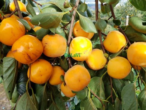 Top các giống quả hồng Đà Lạt thơm ngon, được săn đón