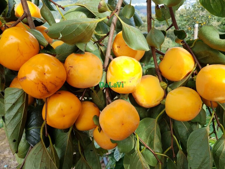 Hồng treo gió Lâm Đồng chất lượng bậc nhất, mua ngay kẻo lỡ