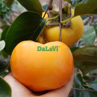 HỒNG GIÒN TIẾN VUA