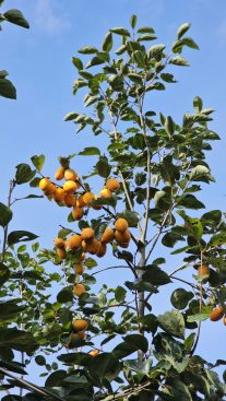 Top các giống quả hồng Đà Lạt thơm ngon, được săn đón