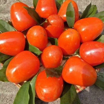 Hồng trứng láng Đà Lạt