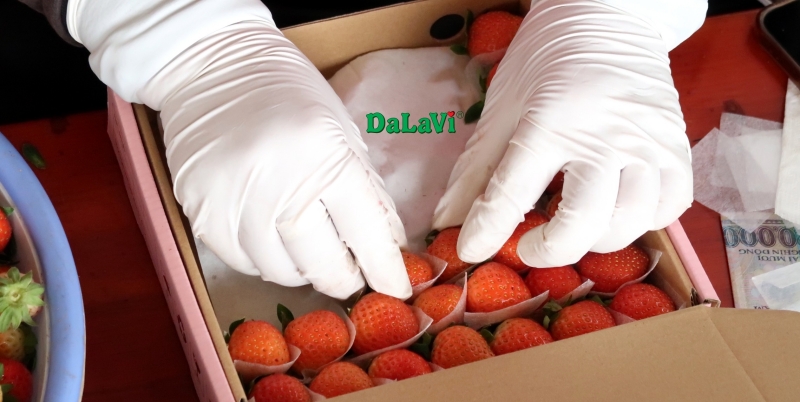 Mua sỉ dâu tây giống Nhật từ nhà vườn, chất lượng với giá ưu đãi