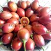 Cà chua thân gỗ